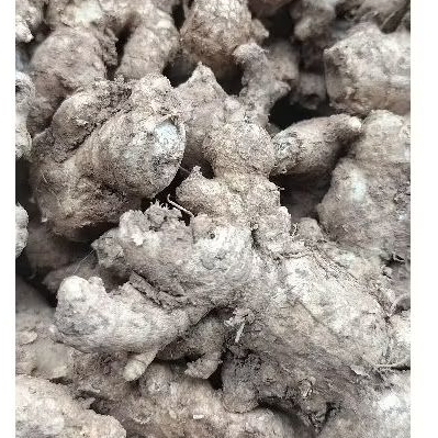 

✅MURAH✅ JAHE SEGAR BUMBU DAPUR JAHE EMPRIT 100 gram