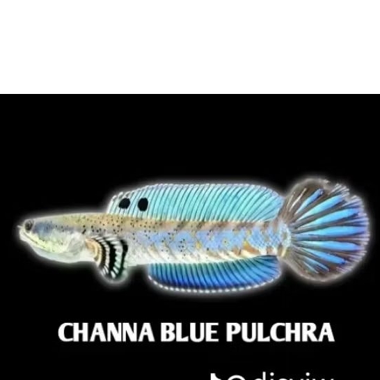blue pulcra