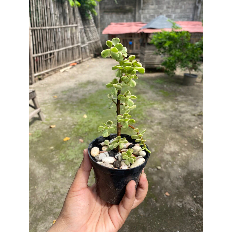 Sukulen Jade Plant Variegata
