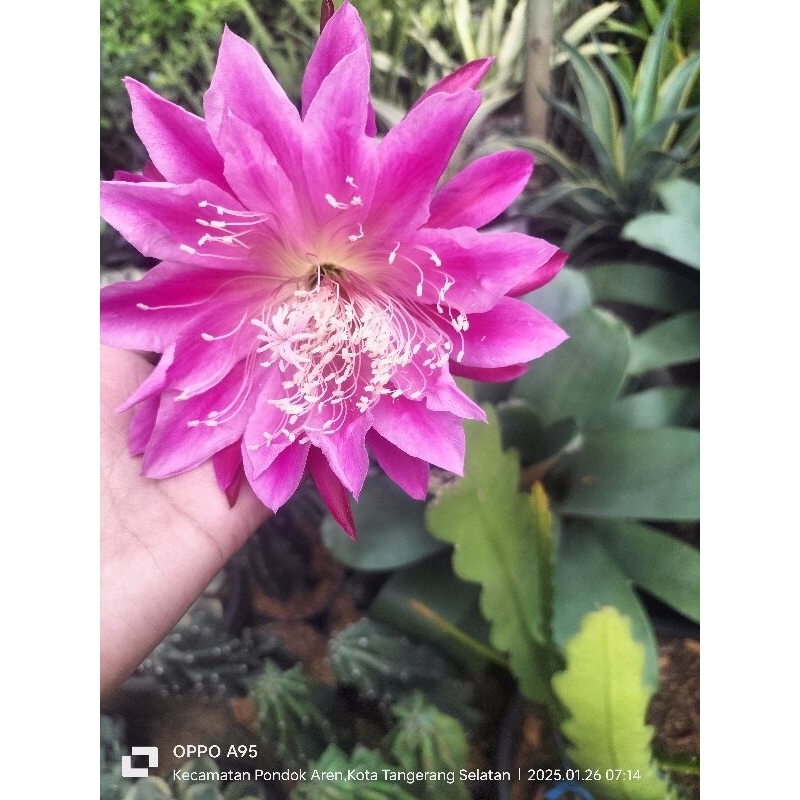 bunga Wijaya Kusuma besar