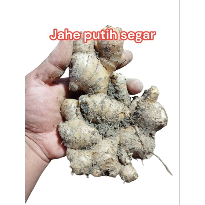 

jahe putih lokal 1 kg