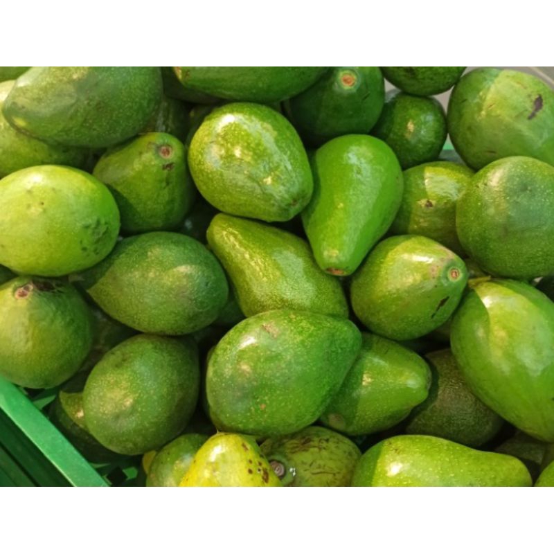 

alpukat mertega