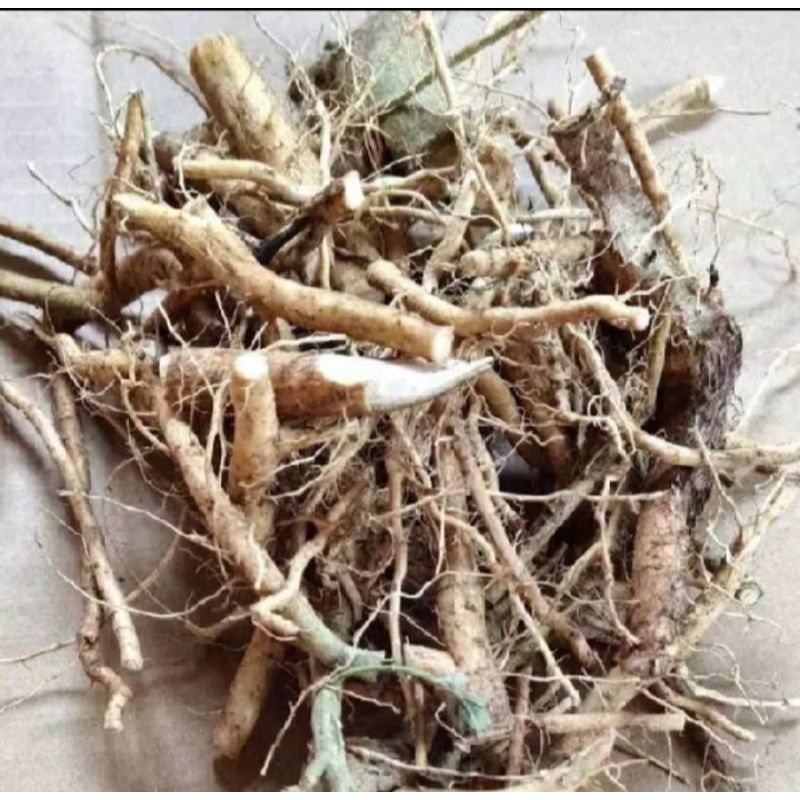 

akar sidaguri segar fres 1kg