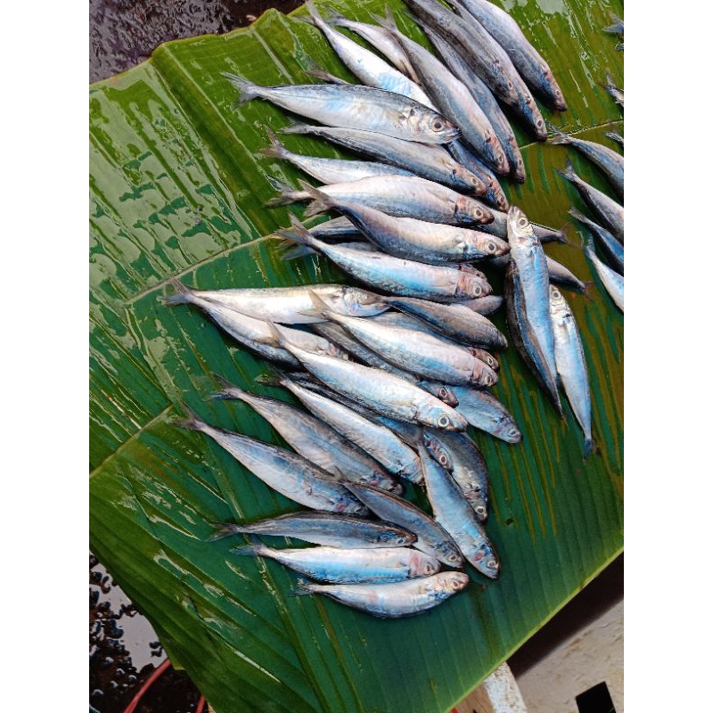 

Ikan Layang kecil