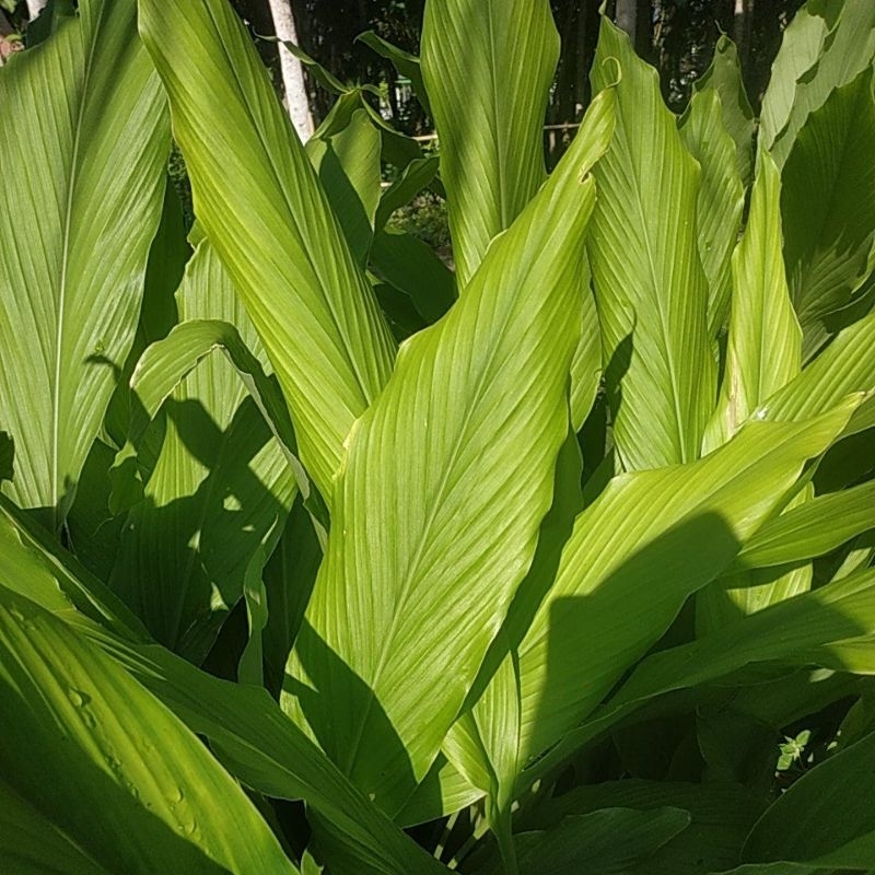 

Daun kunyit per 10 lembar