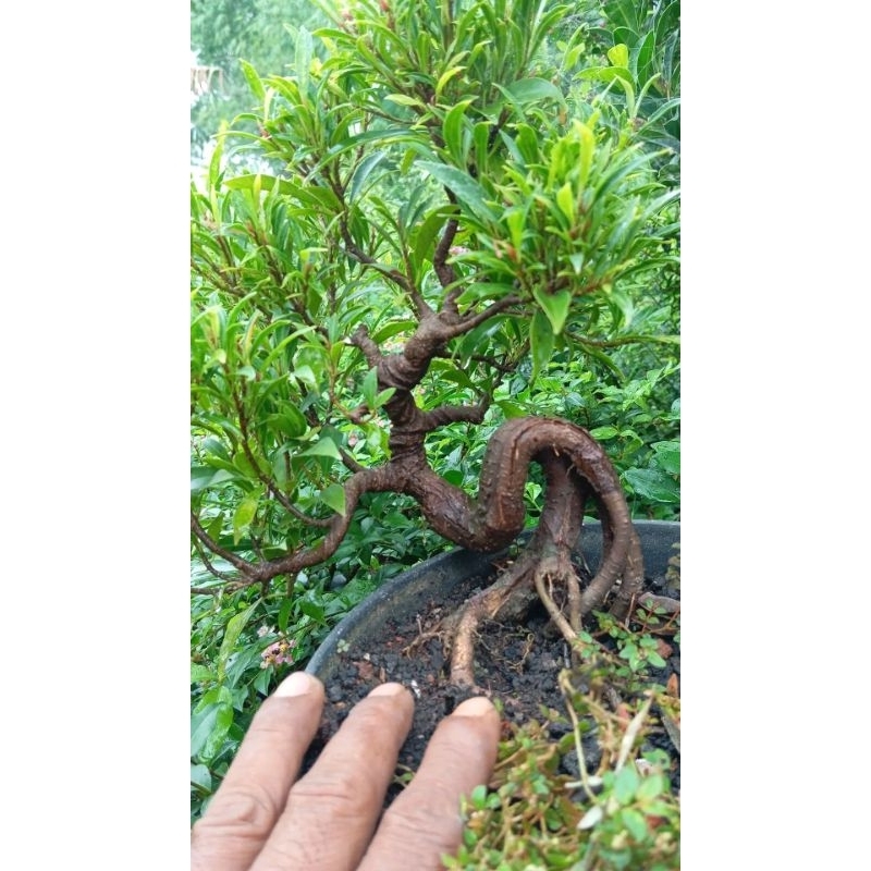 Tanaman hias bonsai iprik afrika / ficus california import