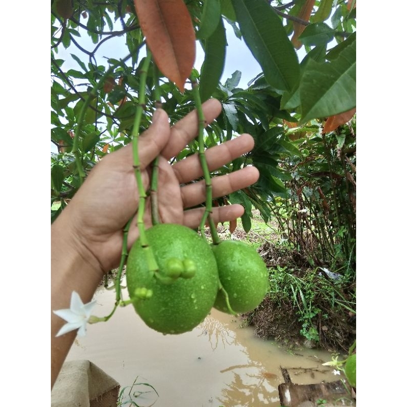 

Buah Simparak/Bintaro dipetik saat ada pesanan