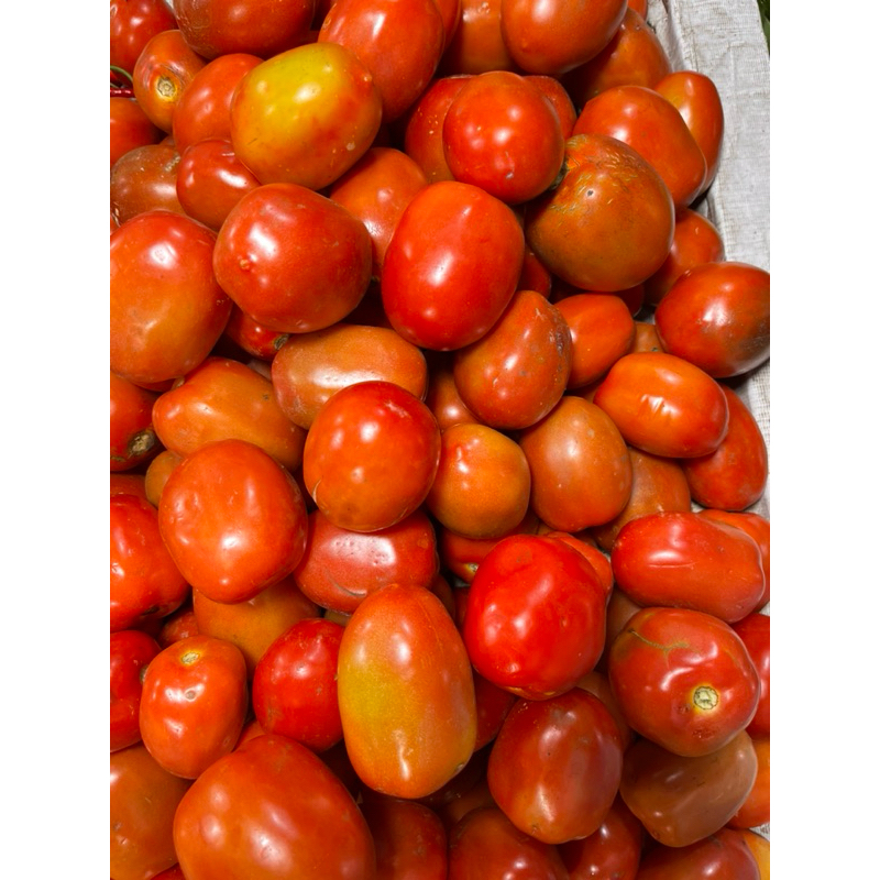 

tomat buah