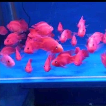 

KADO HIASAN - RED PARROT UKURAN 3 JARI