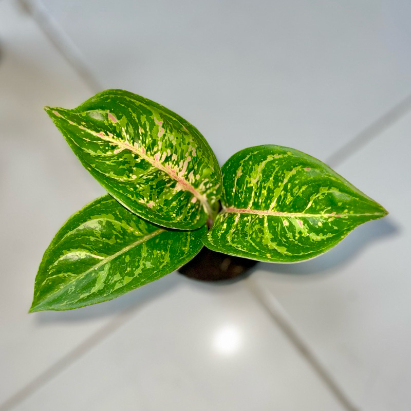Aglaonema Nusantara + jayanti