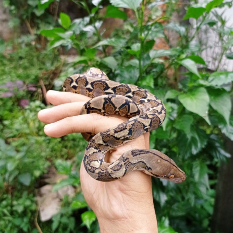 mainan reticulatus pyton CB