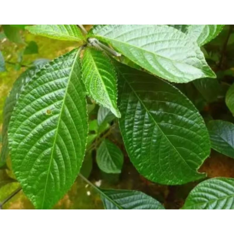 

Daun pecah beling/daun keji beling untuk 500g