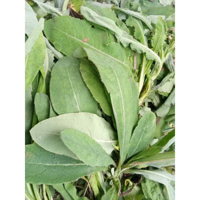 

Daun temuyung 500 grem segar