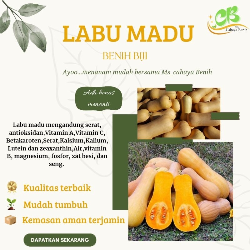 12 Biji benih labu madu, bibit labu madu