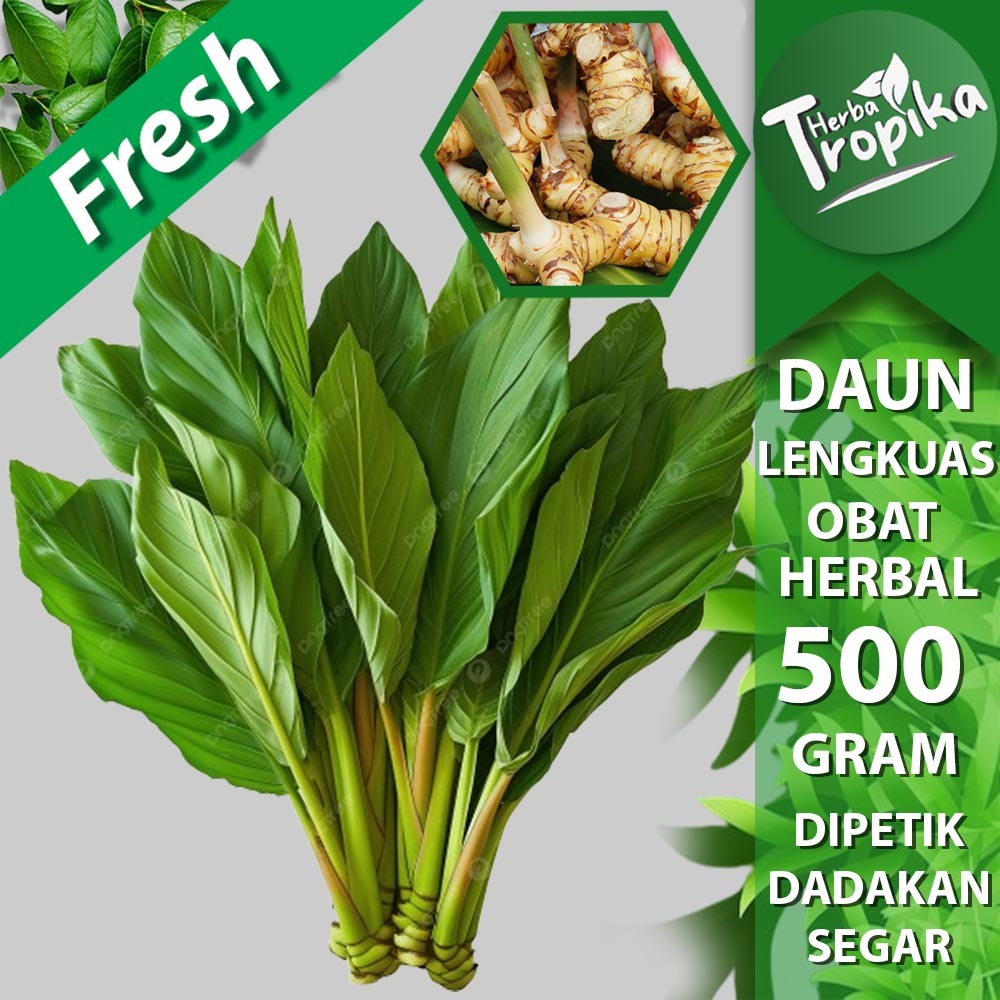 

Daun lengkuas segar 500 gram Obat herbal alami herba tropika