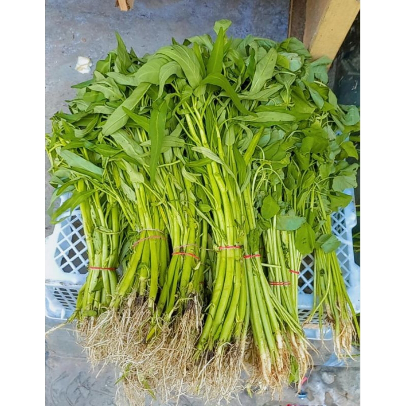

Kangkung 1000 1 ikat
