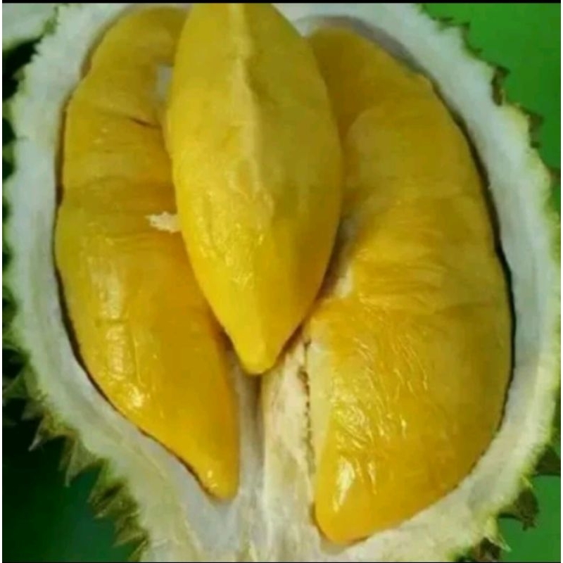 

DURIAN MUSANG KING SETANDAR