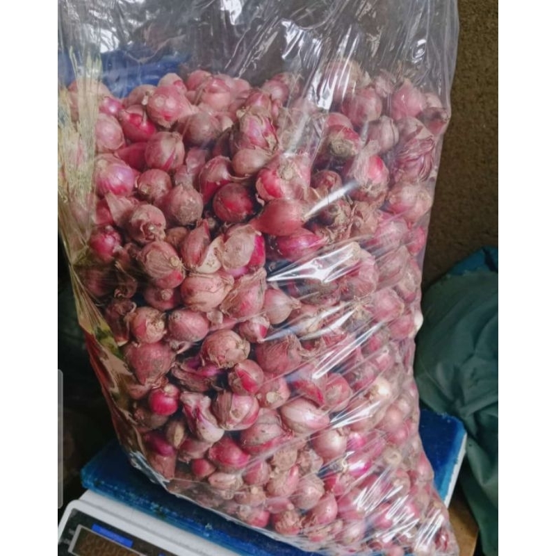 

bawang merah premium