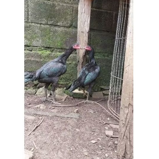 ayam Bangkok betina  // ayam betina Bangkok biang (1 ekor )