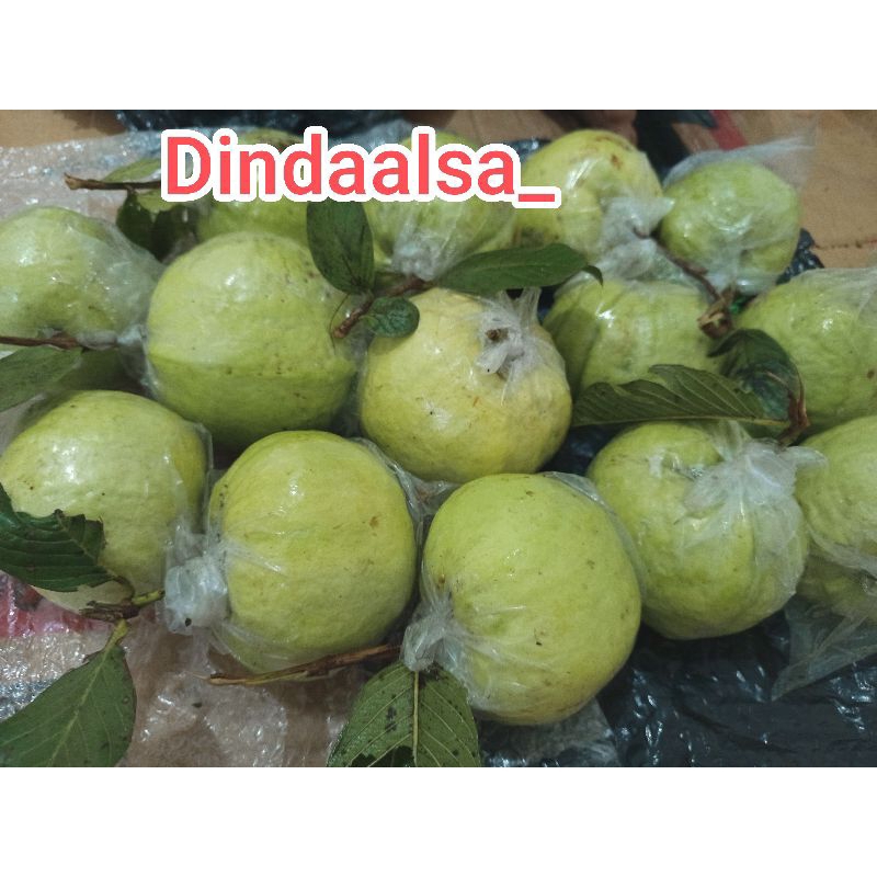 

jambu kristal fresh 1 kg isi 3-6 buah