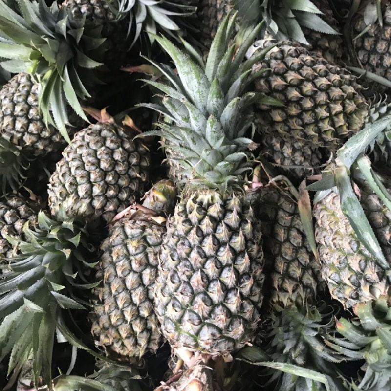 

BUAH NANAS PALEMBANG UKURAN 600-700GR