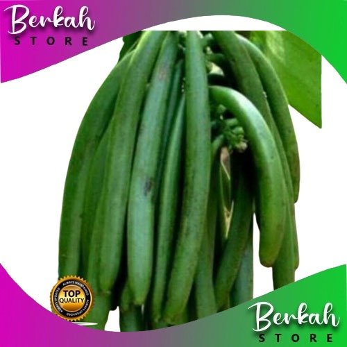

VANILA BEAN PREMIUM (BIJI VANILI ) VANILLI PRESH PER 5 BATANG