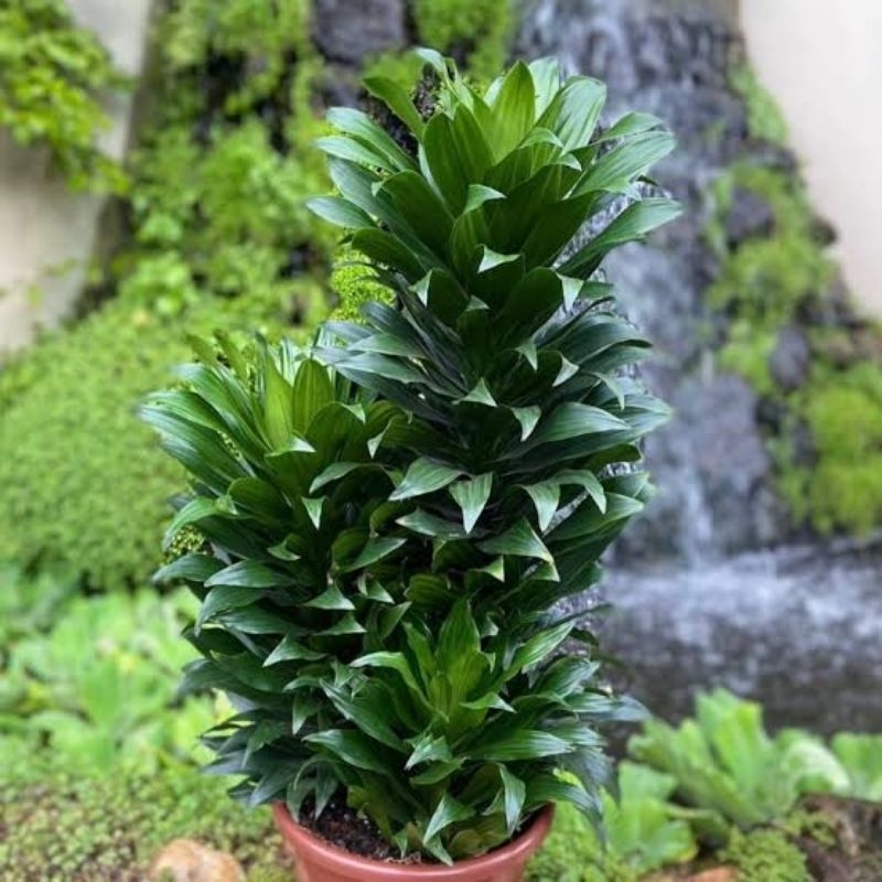 ( BISA COD) PAKET 3 DRACAENA COMPACTA  / JANET CRAIG - TANAMAN HIAS DRACAENA COMPACTA