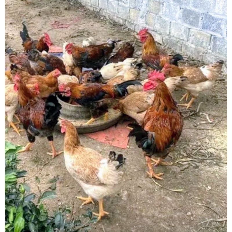 

telur fertil dan press ayam kub janaka ory atau murni untuk di teyaskan