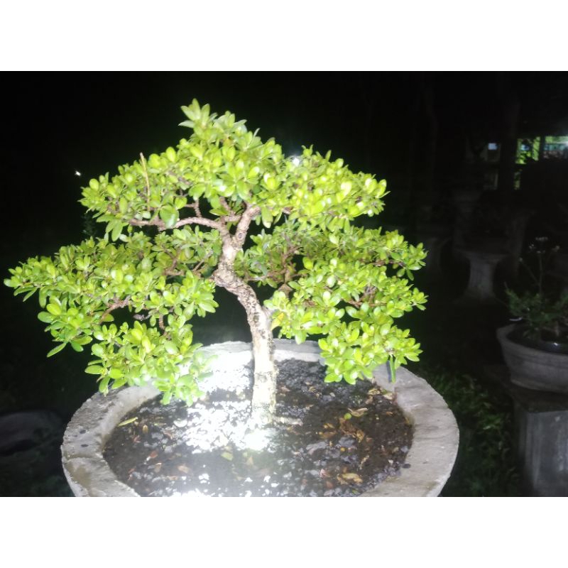 bonsai santigi