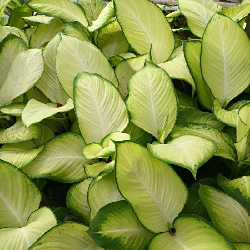 tanaman hias diven bangkok (diven harmoni)