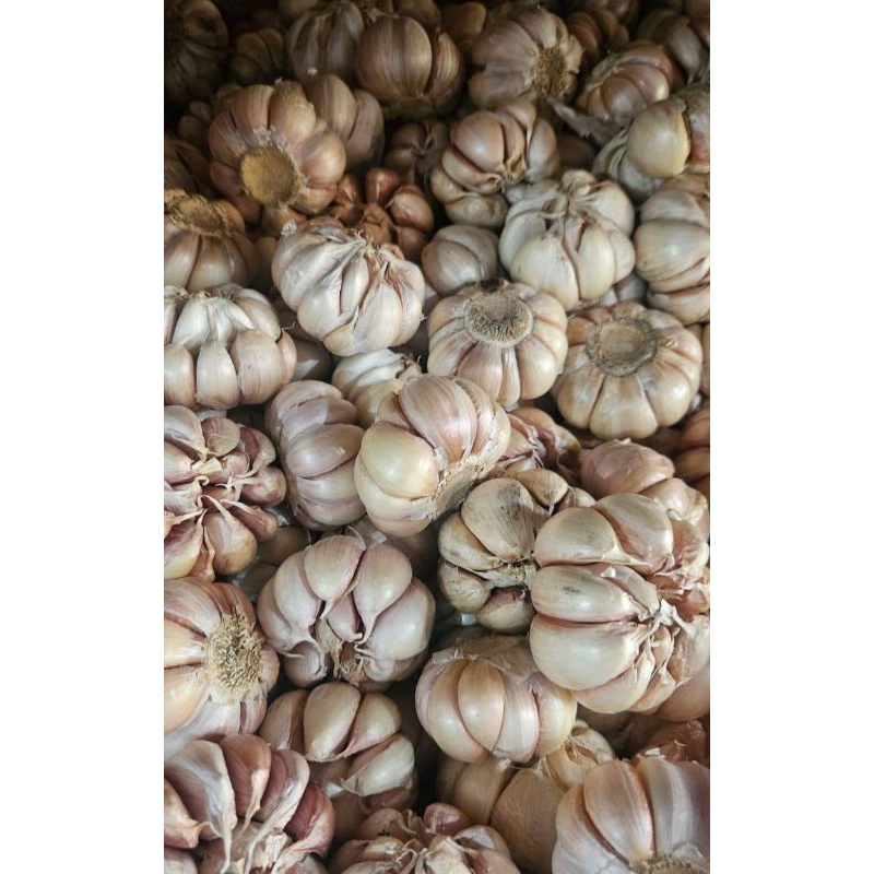 

BAWANG PUTIH BERSIH FRESH