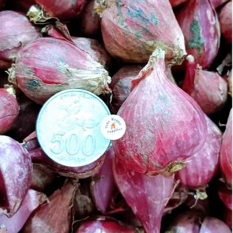 

Bawang Merah Brebes | Harga Grosir Partai Besar