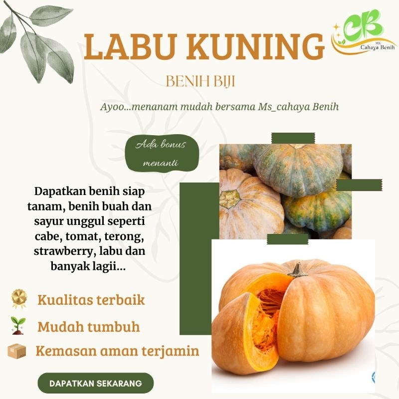 Benih biji labu kuning paket 100 gram, Bibit labu kuning