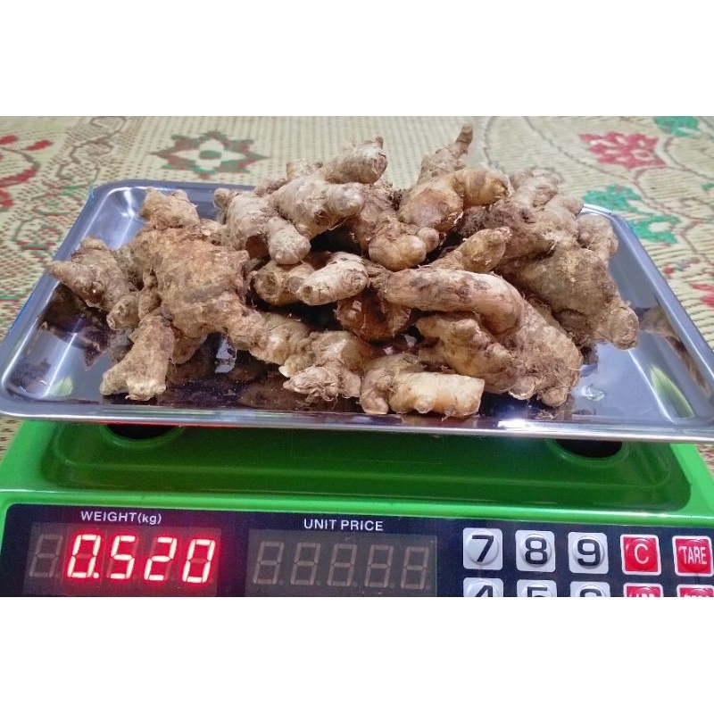 

Jahe Emprit Segar Jahe Emprit Jawa Super Ukuran 500g