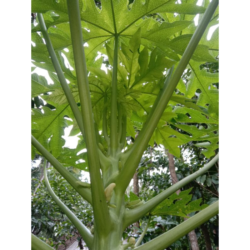 

daun pepaya