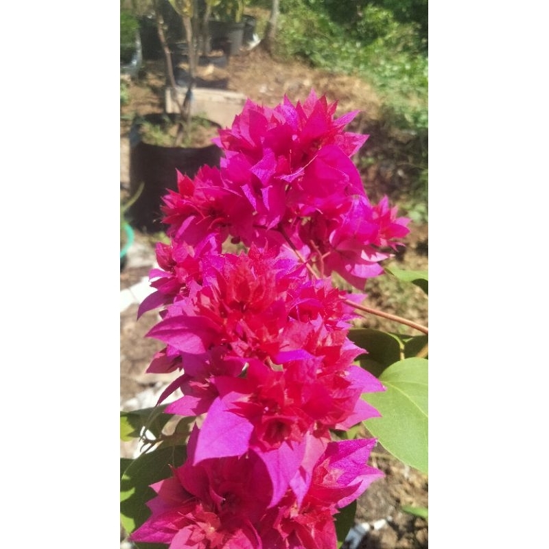 bougenville hawai merah fanta