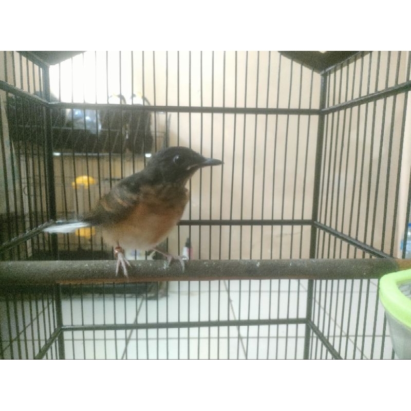 murai batu trotol jantan