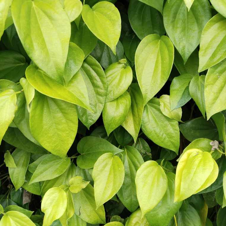 

Daun Sirih | Daun Sirih Segar | Perlembar | MURAH BERKUALITAS bebas pestisida