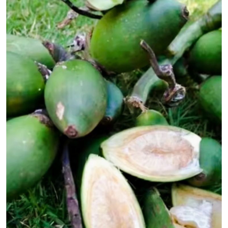 

Buah pinang muda segar