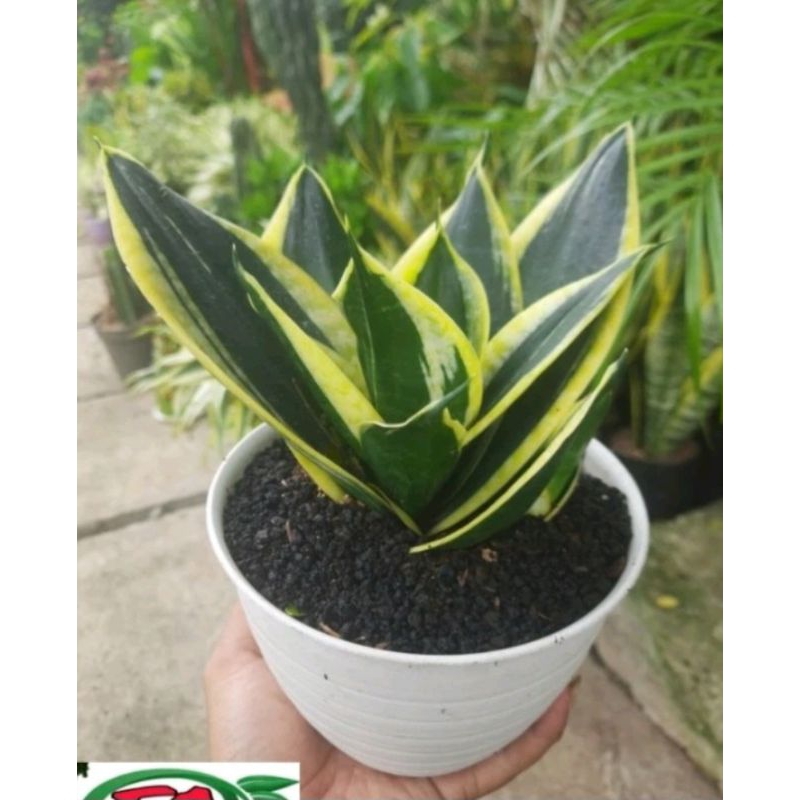tanaman indoor sansivera pagoda/golden//tanaman+pot