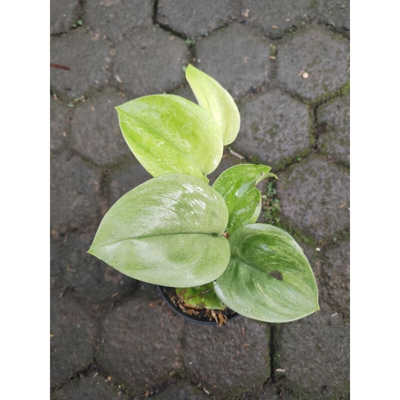 scindapsus rubicon variegata mint