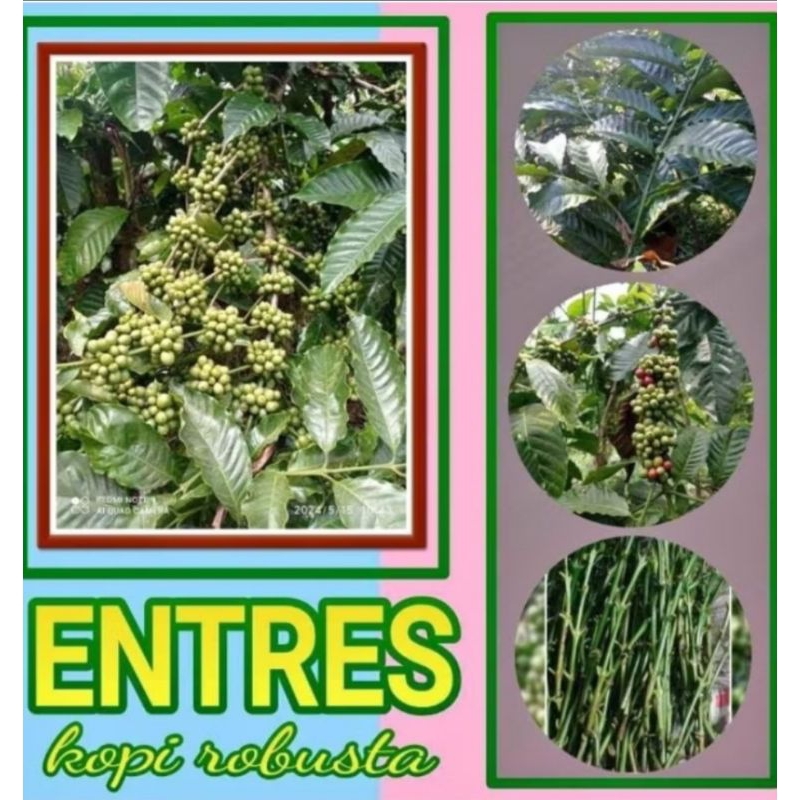 Entres Raja kopi Robusta isi 35 stek free 5 stek