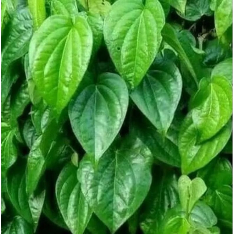 

Dun Sirih segar 300 gr