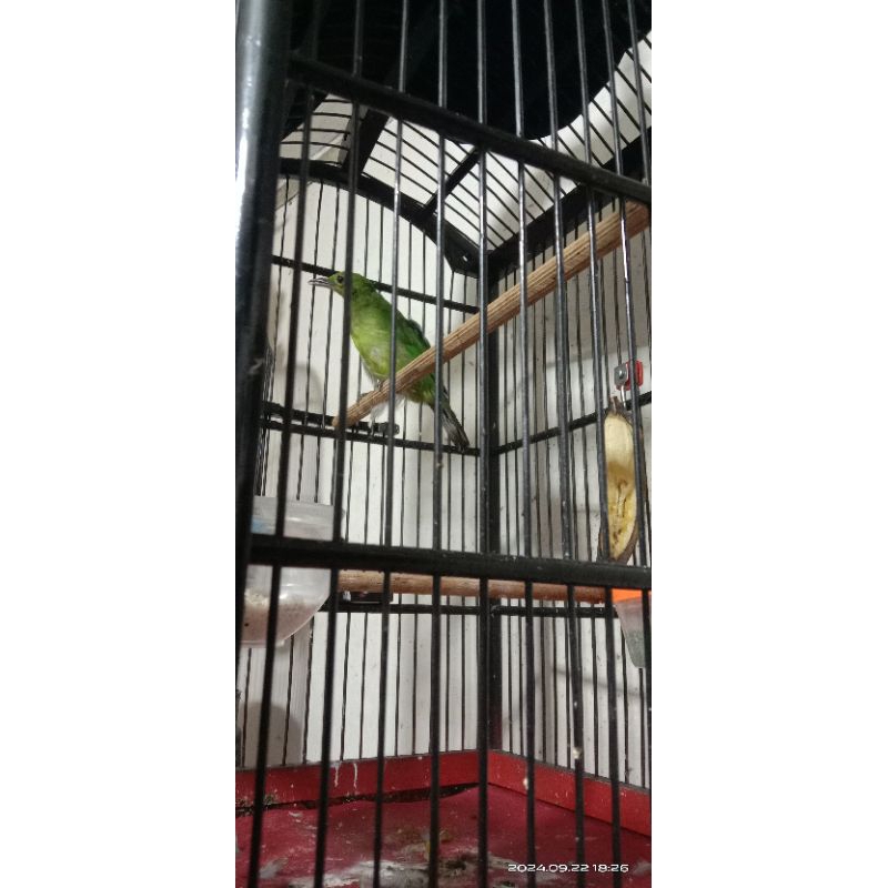 CUCAK IJO BETINA BODY MEDIUM UP RAWATAN