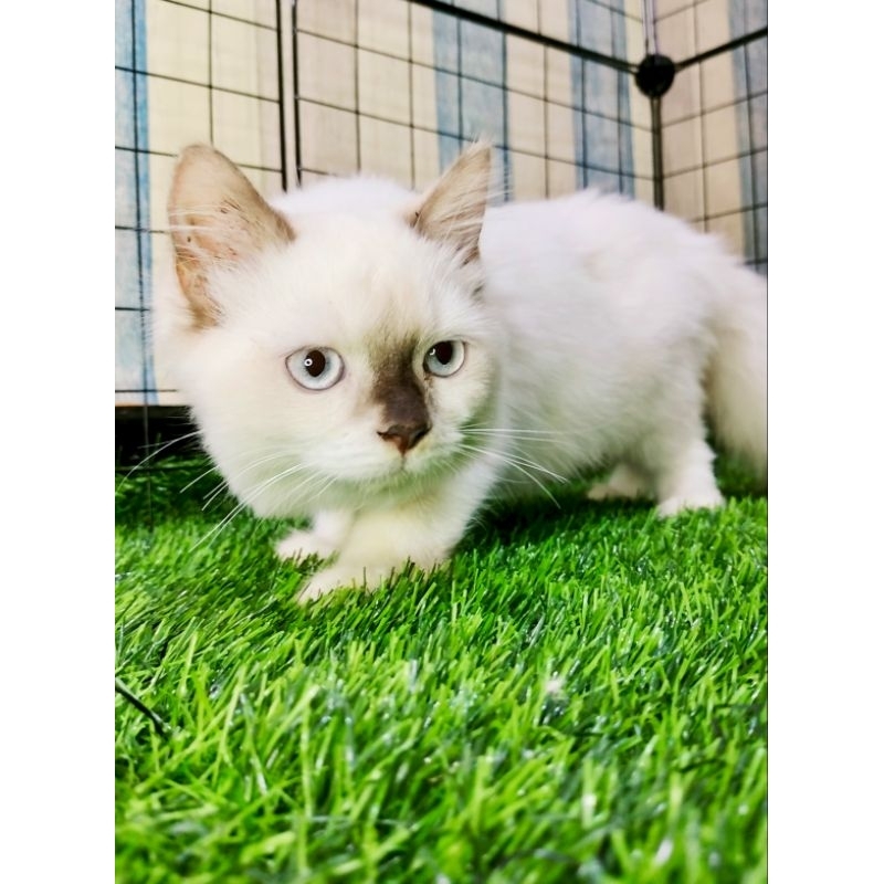 Himalaya Kucing Jantan Gemes Lucu ~~WAJIB CHAT ADMIN DULU~~