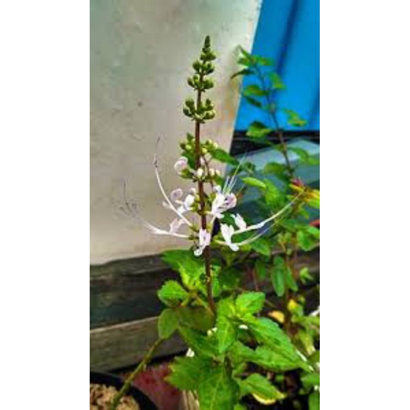 

kumis kucing segar freshh dadakan