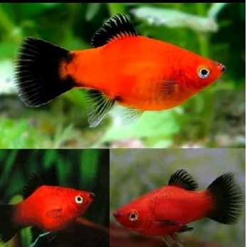 

HIASAN AQUARIUM/CORAL BLACK TILE UKURAN M