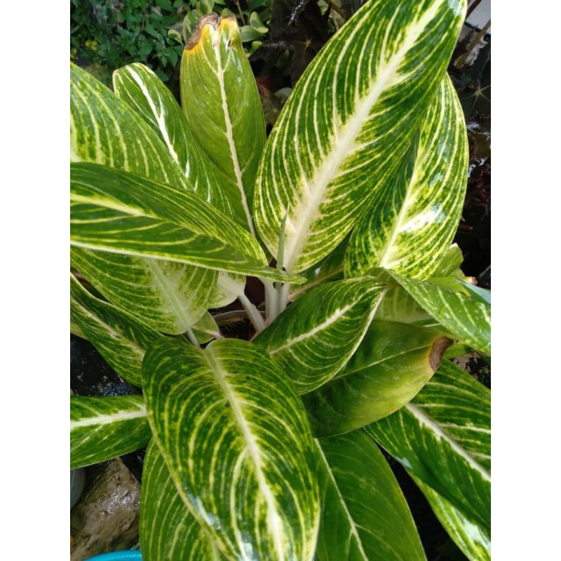 Tanaman Hias Aglaonema Diven Gold