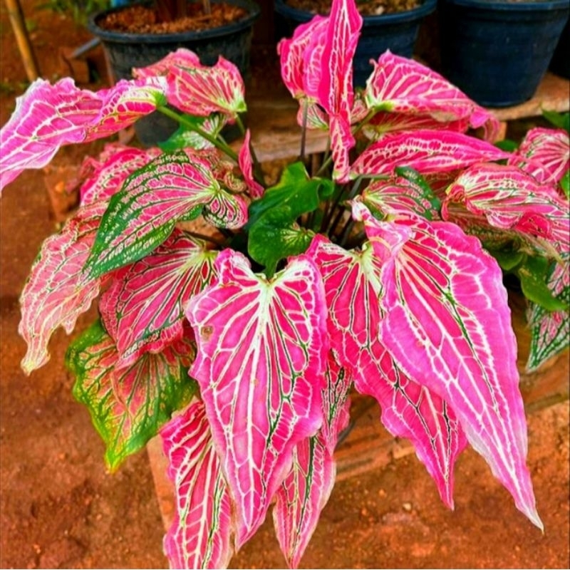 (Bisa COD)Tanaman Hias Keladi Gatot Kaca Bunga Hias Keladi Caladium Anakan Murah Merah BUKAN BONGGOL