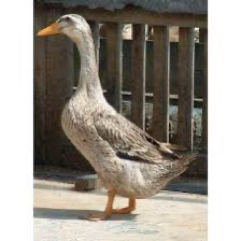 

TELUR TETAS BEBEK ALABIO UNTUK DI TETASKAN